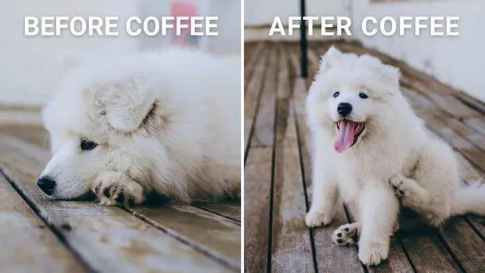 Free, customizable, shareable dog meme templates | Canva