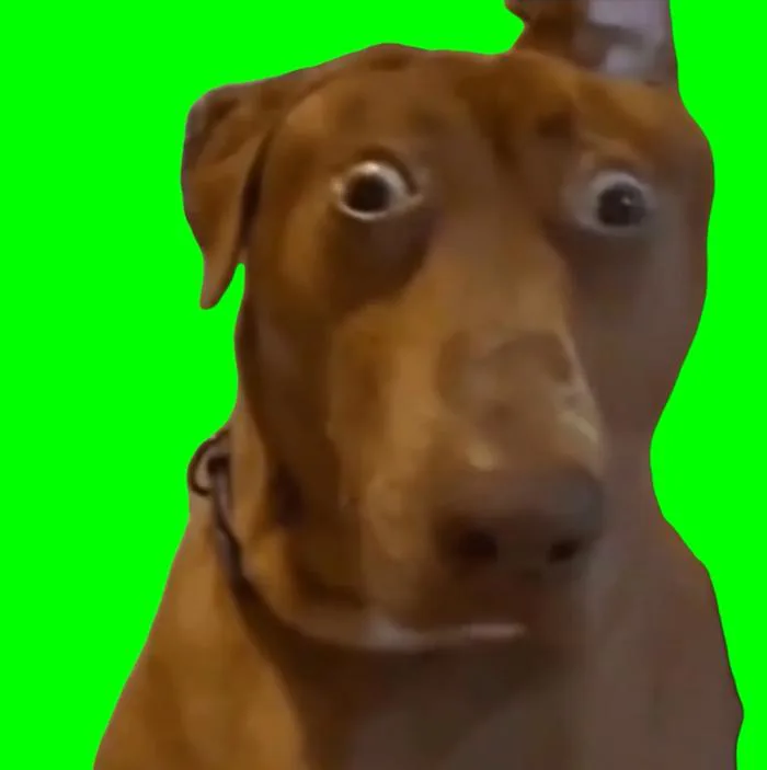 Brown Dog with Shocked Face meme - Belle the Dog (Green Screen) | CreatorSet