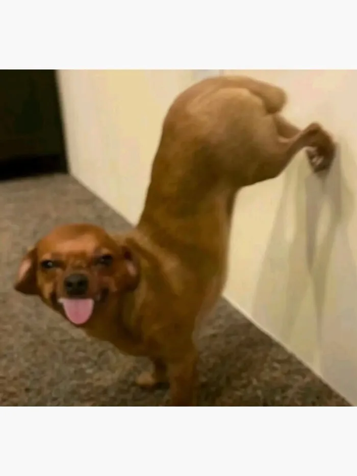 dog meme reaction pic Sticker