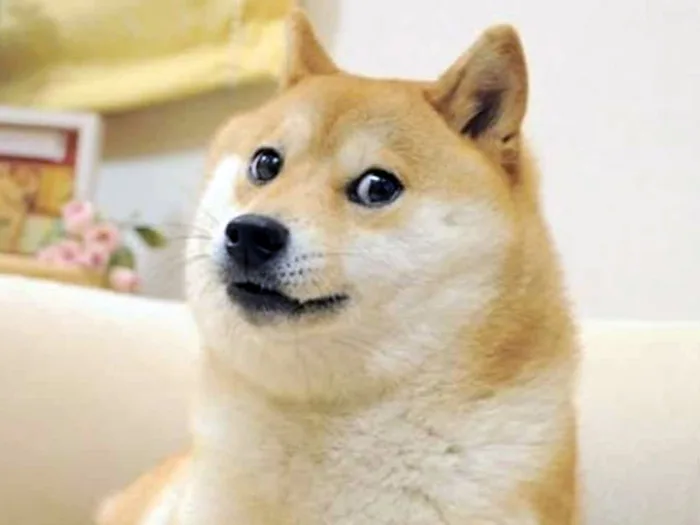 Kabosu, the Shiba Inu Who Inspired the ”Doge” Meme, Has Died