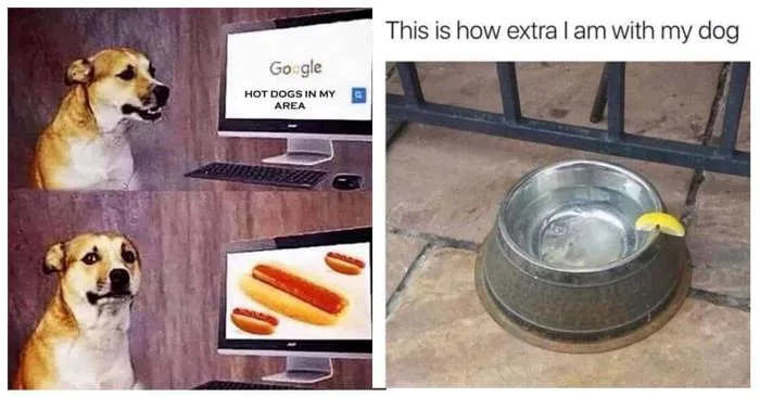 Dog Memes: 38 Memes Every Owner and Lover Will Relate To