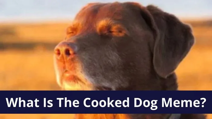 What Is The 'Cooked Dog' Meme? The 'Dog Closing Eyes In Sunset' Reaction  Image A... | Know Your Meme