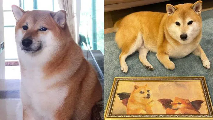 Iconic meme dog Cheems dies during surgery | PEP.ph
