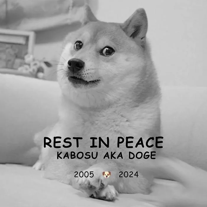 What Doge Taught Me About the Internet | The New Yorker