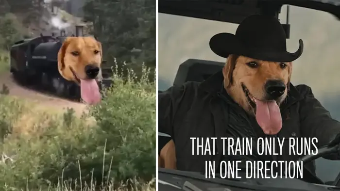 Train Dog Meme: Origin, Viral Spread & Meaning (2026)