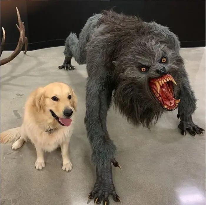 Dog Vs Werewolf Meme Template — Kapwing