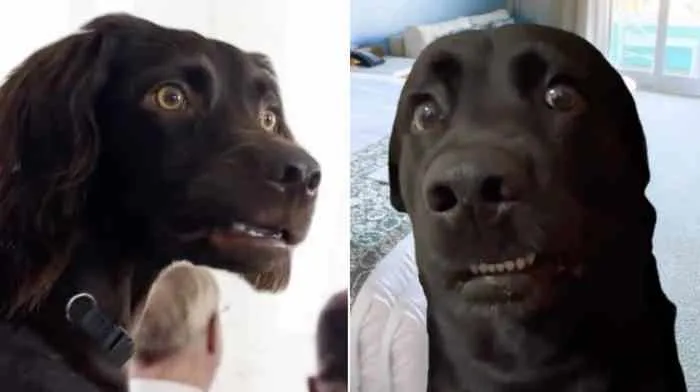 The Real Story Behind The Internet's Favorite Meme This Year