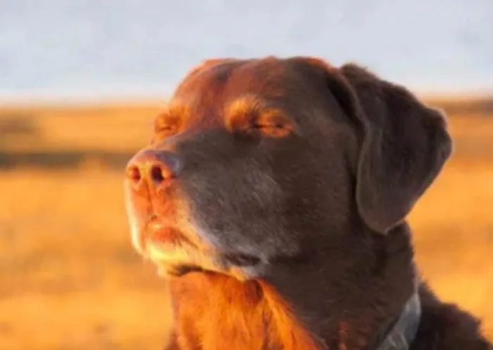 The Cooked Dog Closing His Eyes Halfway meme, explained