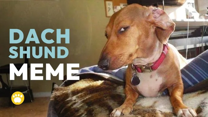 Dachshund Side Eye Meme – Suspicious Look (Capping Dog, Sus Dog)