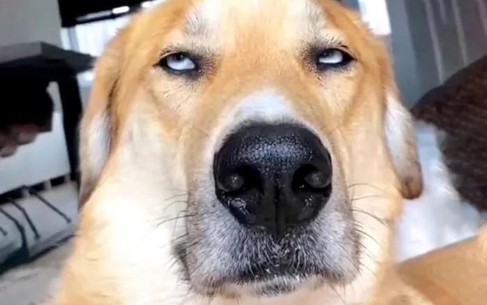 Staring Dog Meme: Why These Judgy Pups Rule the Internet (and How to T –  PetDecorArt