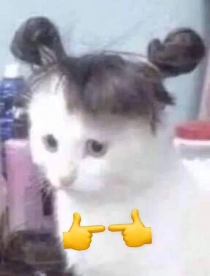 meme-dong-vat-1