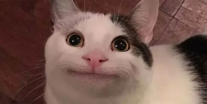 Tổng hợp Cat Meme dễ thương và hài hước nhất 2025