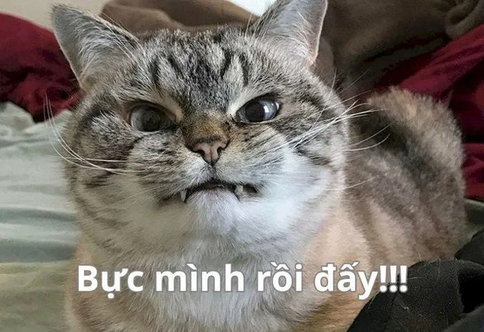 Tổng hợp 101+ ảnh meme mèo bựa, hài hước và đáng yêu