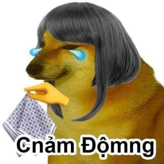 Bộ sưu tập meme chó đủ mọi thể loại siêu hài hước chắc chắn sẽ khiến bạn  cười bể bụng