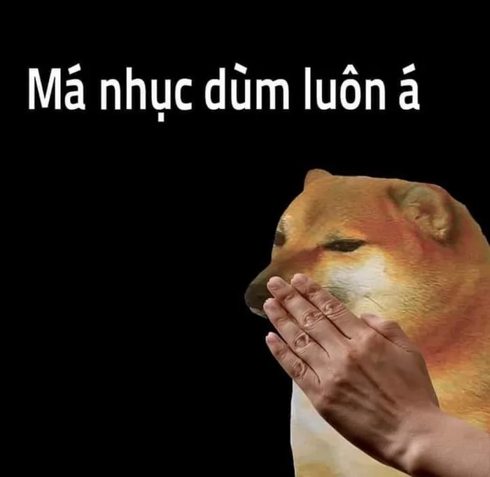 Bộ sưu tập meme chó đủ mọi thể loại siêu hài hước chắc chắn sẽ khiến bạn  cười bể bụng
