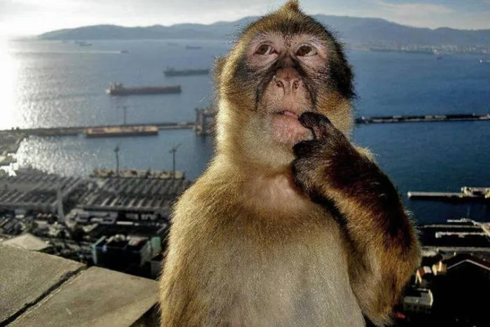 Thinking Monkey: Meme chú khỉ suy nghĩ gây bão cộng đồng mạng