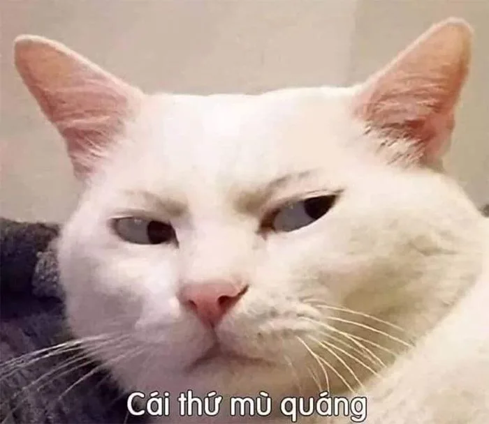 FBI meme là gì? Tổng hợp những ảnh chế FBI vui nhộn, hài hước và cực kỳ thú  vị
