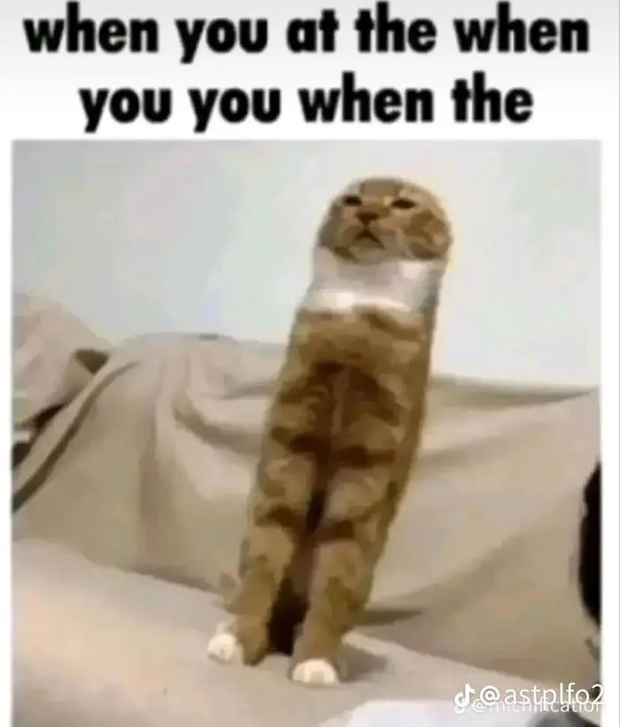 Y'all I need help identifying this font it's used in a lot of memes i just  don't know what font it is : r/identifythisfont