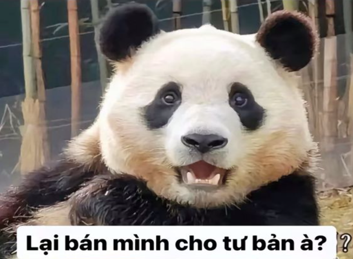 147+ Meme Gấu Trúc Bất Ngờ ngơ ngác cười banh nóc luôn