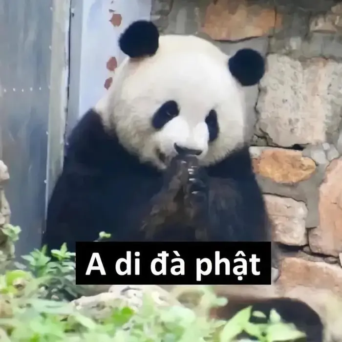 Top ảnh meme gấu trúc bựa khiến bạn cười không ngớt