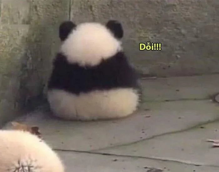 Tổng Hợp 100+ Meme Gấu Trúc Hài Hước, Hóm Hỉnh 2026