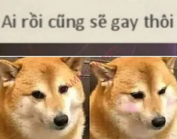 Tổng hợp Meme 