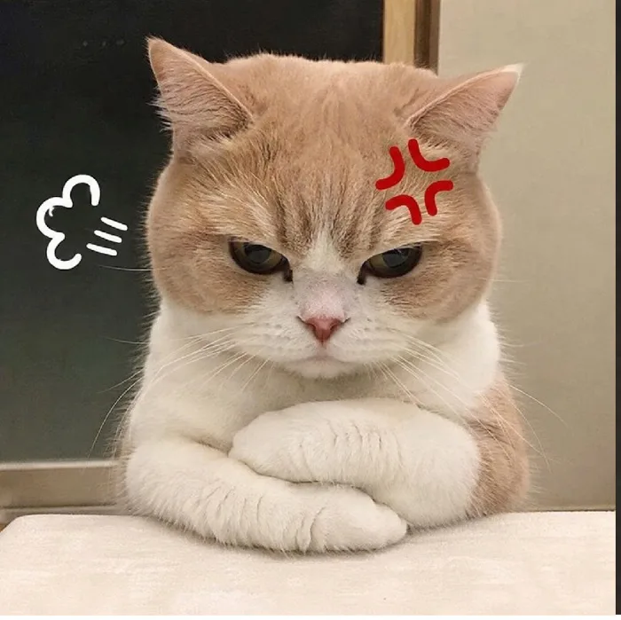 131+ meme mèo giận dỗi đang làm mưa làm gió, ai cũng mê