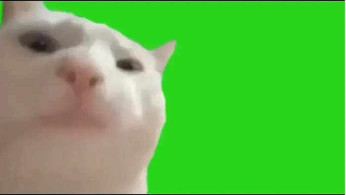 Cat Vibing/CatJam Green Screen Meme Template — Kapwing