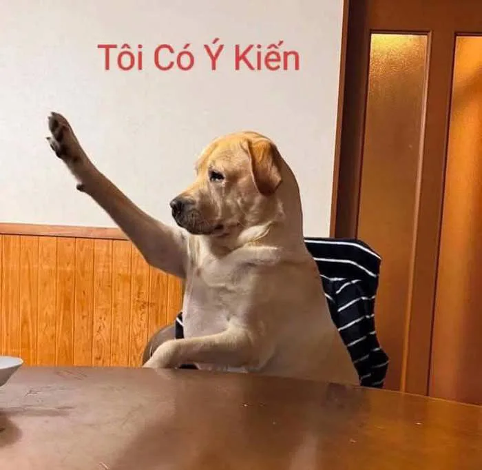 156+ Meme Giơ Tay dơ tay phát biểu hot khắp MXH
