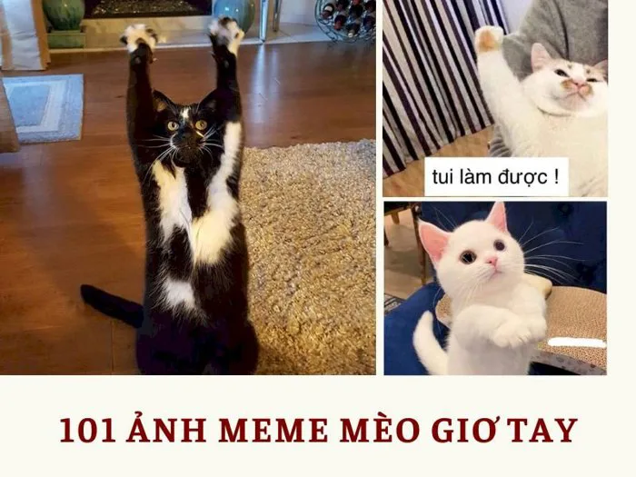 Top 101 ảnh meme mèo giơ tay hài hước, cute tải xuống miễn phí