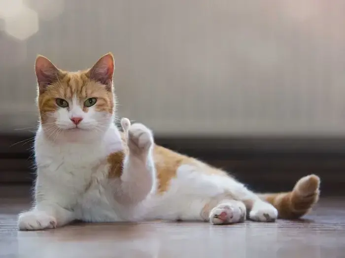 Tổng hợp ảnh meme like cực chất khiến dân mạng phát cuồng