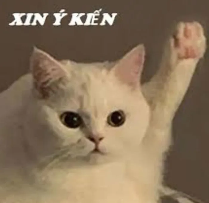 Khám phá trọn bộ meme giơ tay hài hước độc đáo nhất hiện nay -  hinhanhdep3d.com