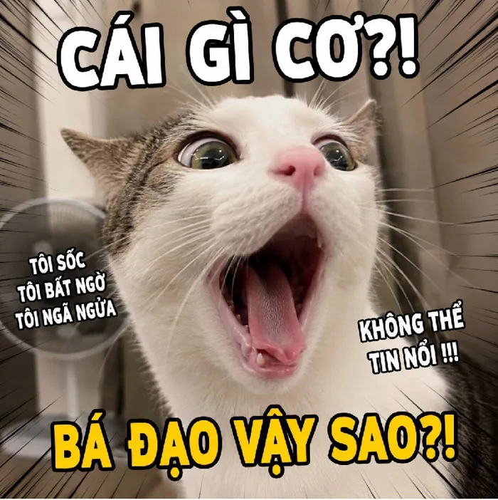 148+ Meme Mèo Há Miệng, Há Mồm với biểu cảm ngơ ngác