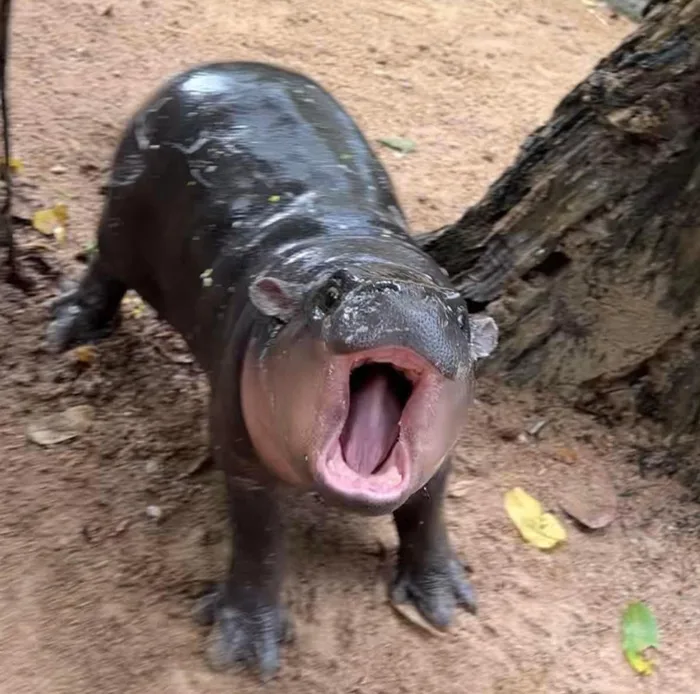 Vì sao hà mã Moo Deng trở thành thánh meme gây sốt?