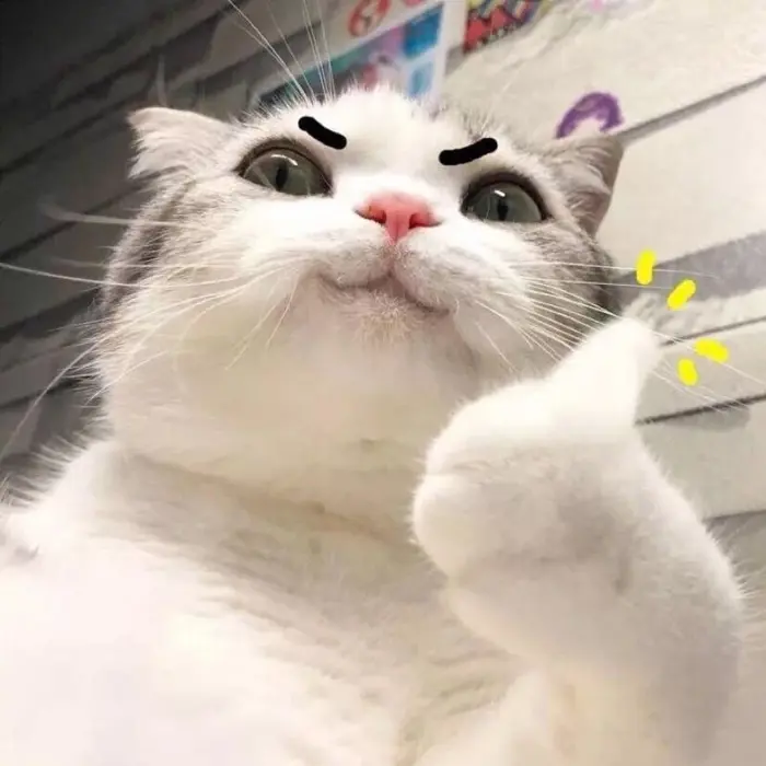 Bộ sưu tập ảnh meme mèo chuối ngộ nghĩnh đáng yêu nhất