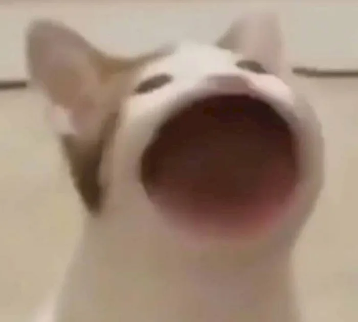 148+ Meme Mèo Há Miệng, Há Mồm với biểu cảm ngơ ngác