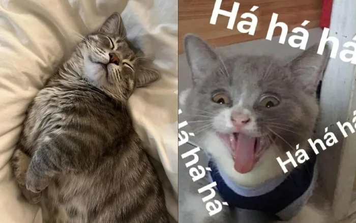 Meme mèo bựa: Tổng hợp bộ sưu tập meme mèo bựa siêu hài hước, cười ra nước  mắt