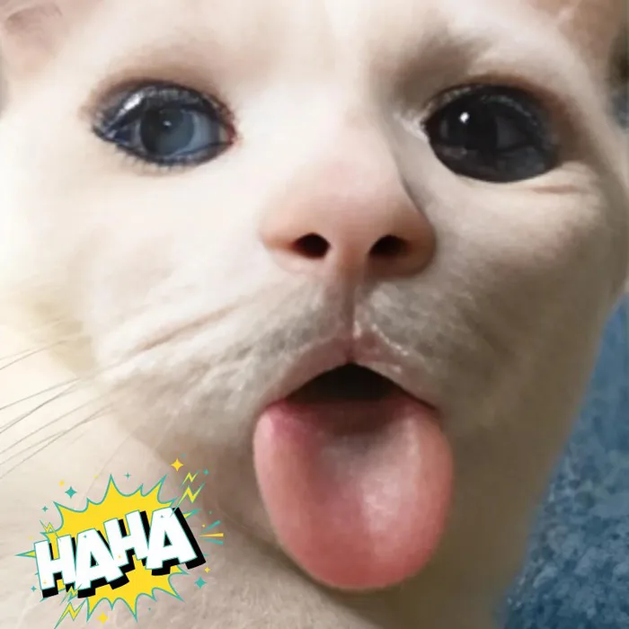500+ meme mèo bựa, cute, khóc cười siêu vô tri hài hước cho các sen