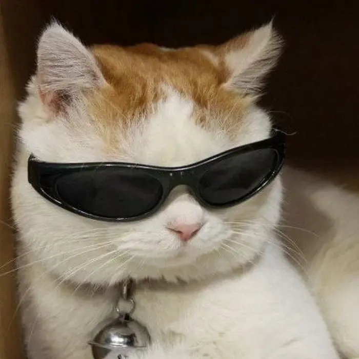 Tổng hợp meme mèo hài hước khiến bạn cười không ngớt