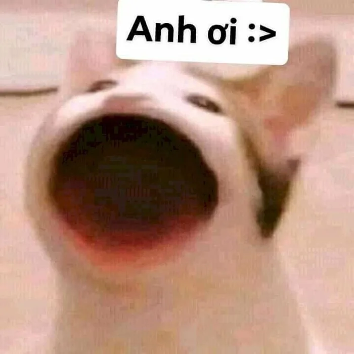 Top 101 ảnh mèo há mồm đẹp nhất