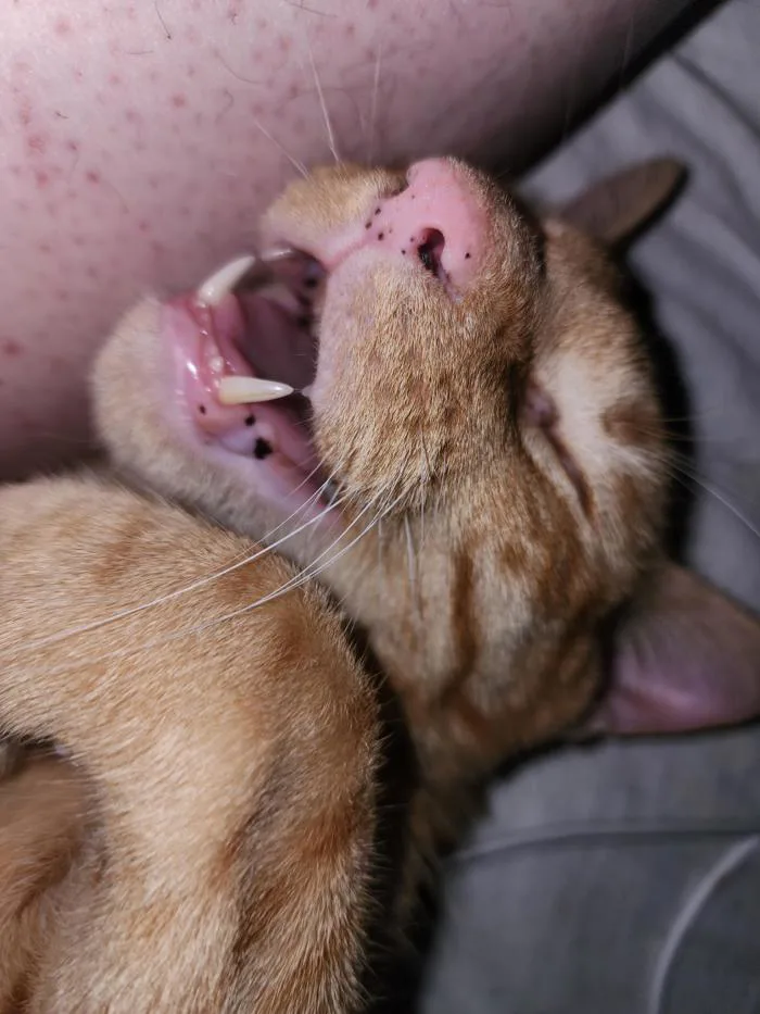Có ai mèo ngủ há mồm không? : r/cats