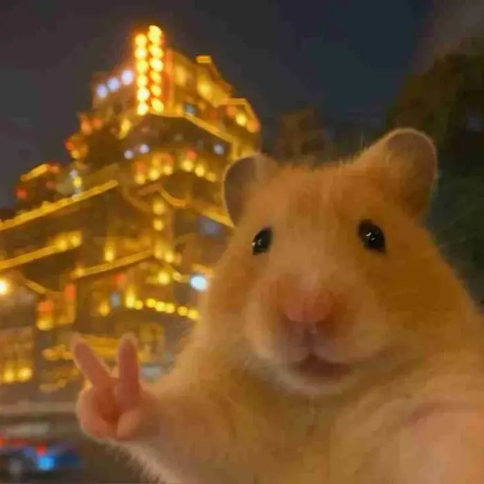 TOP 101+ Meme Hamster Say Hi Viral Khiến Dân Mạng Phát Cuồng