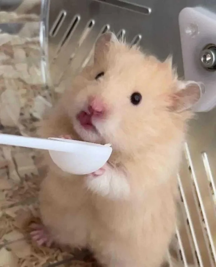 Tải ngay những tấm ảnh meme hamster cực dễ thương