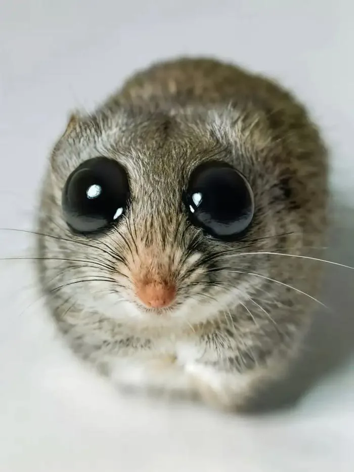 Sad Hamster Meme Art Print by Lootprint – Fy!