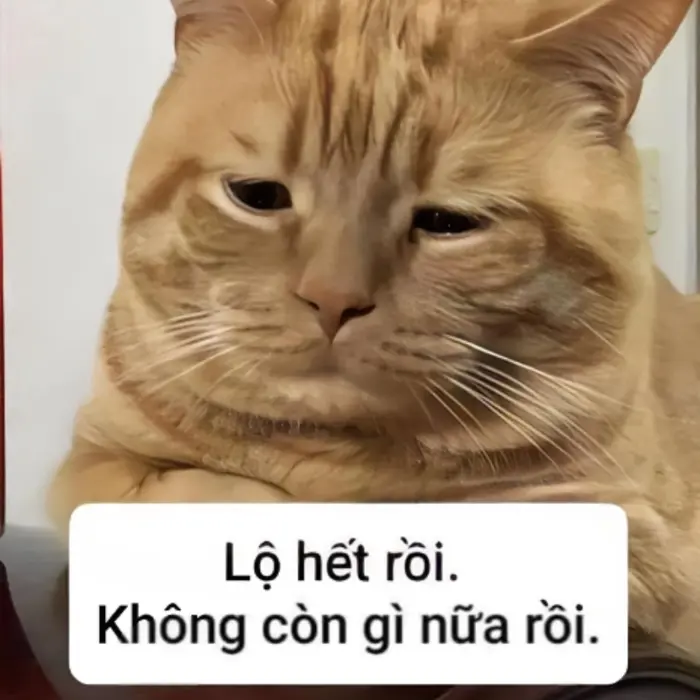 Những ảnh meme hết tiền viral nhất trên mạng xã hội