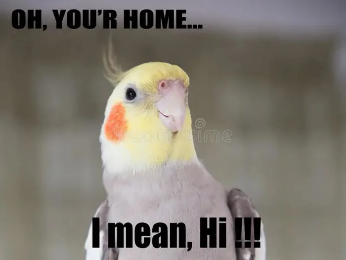 Parrot Funny Quote Cockatiel Portrait, Cute Memes, Your Home, I Mean Hi.  Props Stock Photo - Image of baby, behavior: 123526296