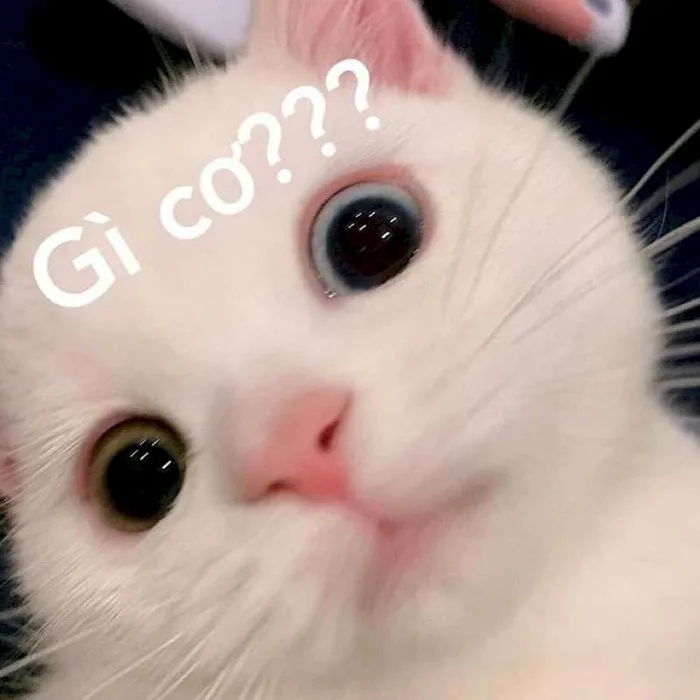 40+ ảnh meme vui nhộn và hài hước nhất 2024