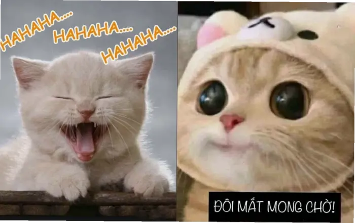 Khám phá thế giới meme mèo hôn: Từ hài hước đến đáng yêu