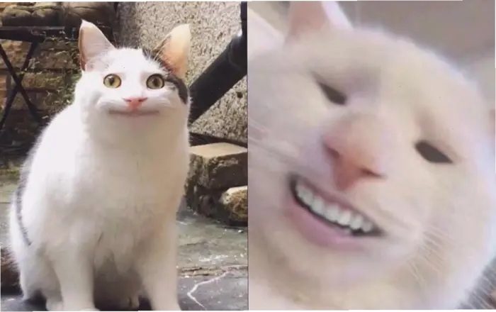 Khám phá thế giới meme mèo hôn: Từ hài hước đến đáng yêu