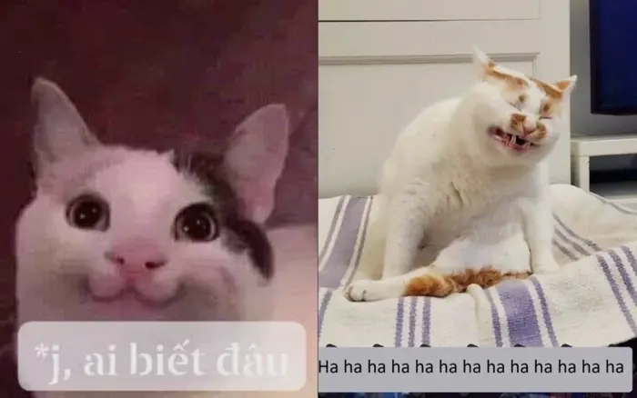 Khám phá thế giới meme mèo hôn: Từ hài hước đến đáng yêu